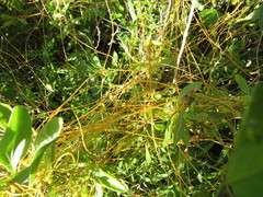 Cuscuta indecora