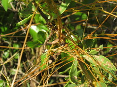 Cuscuta indecora