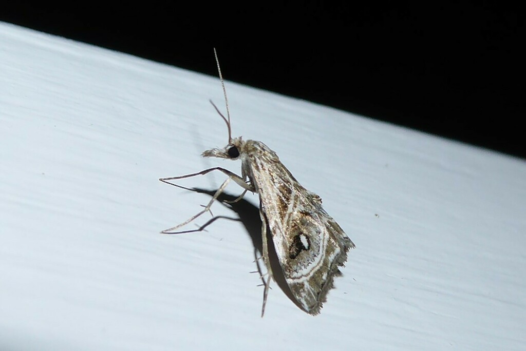 Gadira acerella from Waikouaiti, New Zealand on January 18, 2024 at 11: ...