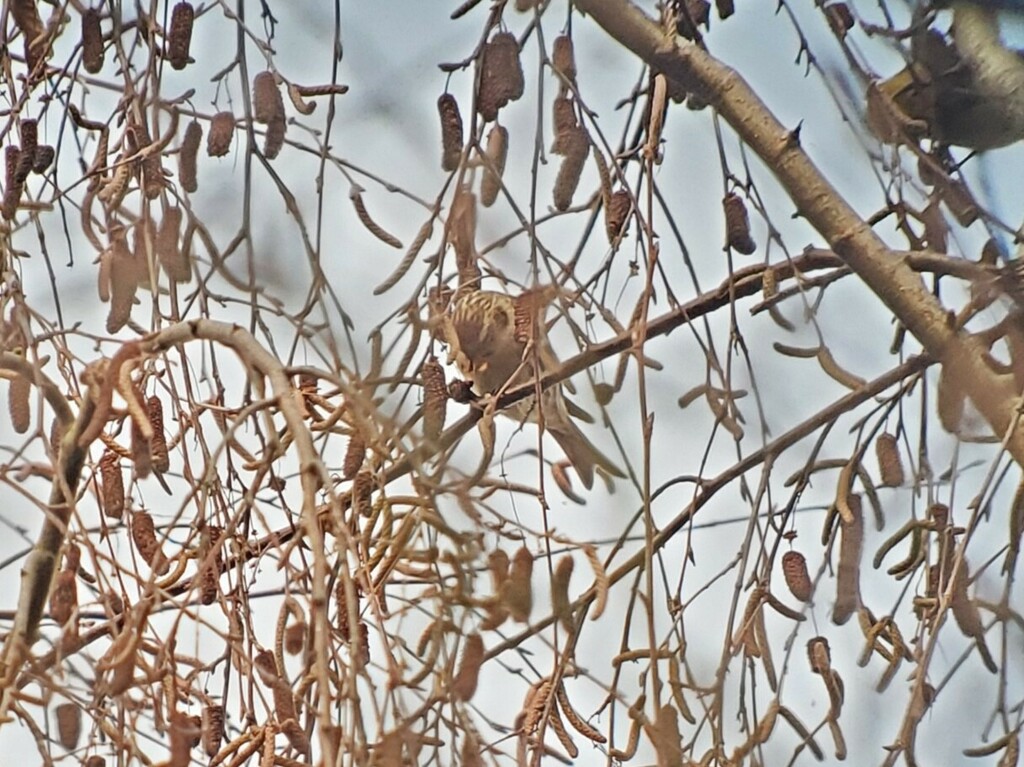 Common Redpoll from Green Lake, Seattle, WA, USA on January 23, 2024 at ...