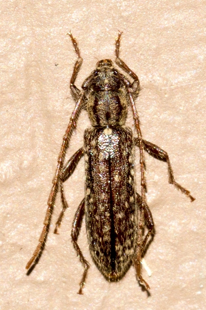 Anelaphus
