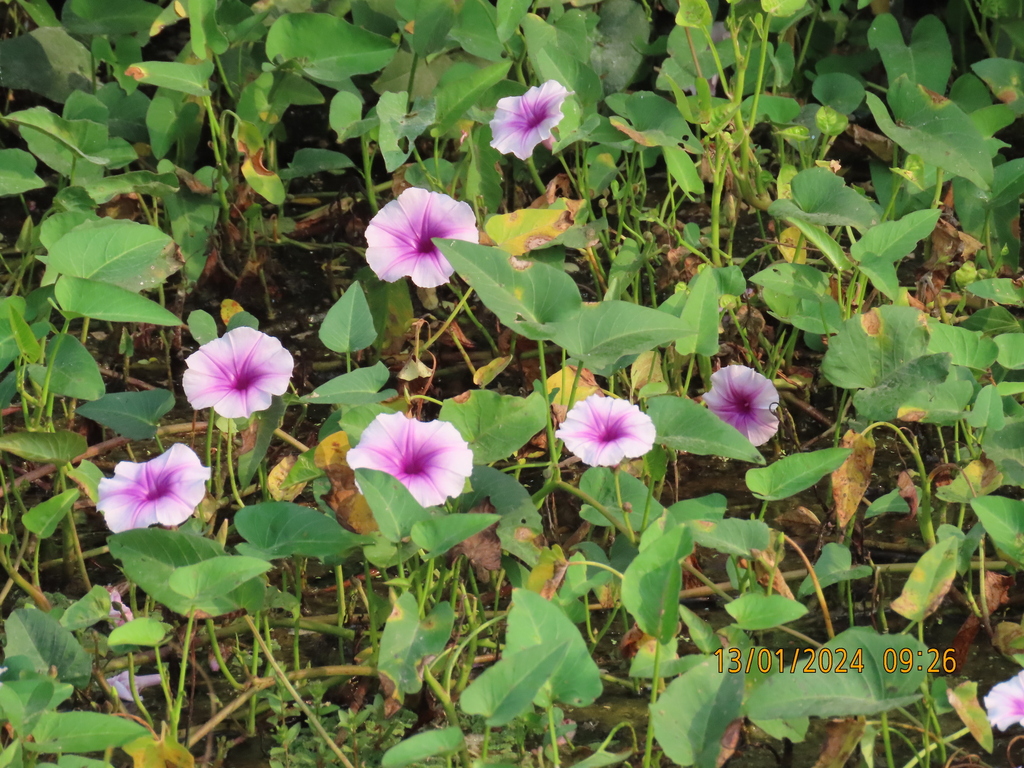 Water Morning Glory from Gokhi, Muktainagar, Maharashtra, India on ...