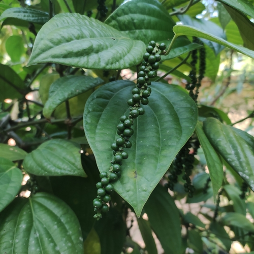 Foto de Pimenta-do-reino