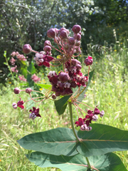 Asclepias cordifolia