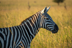 Equus quagga borensis