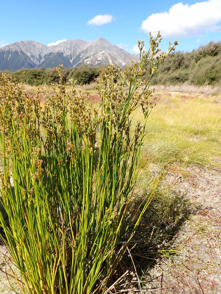 Septae Canada Rush from Arthur's Pass 7580, New Zealand on January 20, 2024 at ...