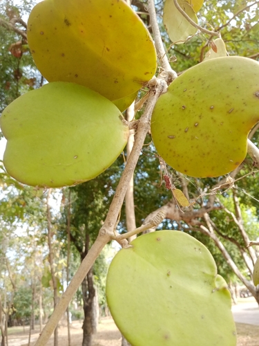 Foto de Planta-coração
