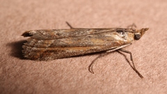 Ancylosis cinnamomella