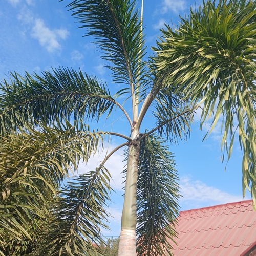 Foto de Palmeira-leque-australiana