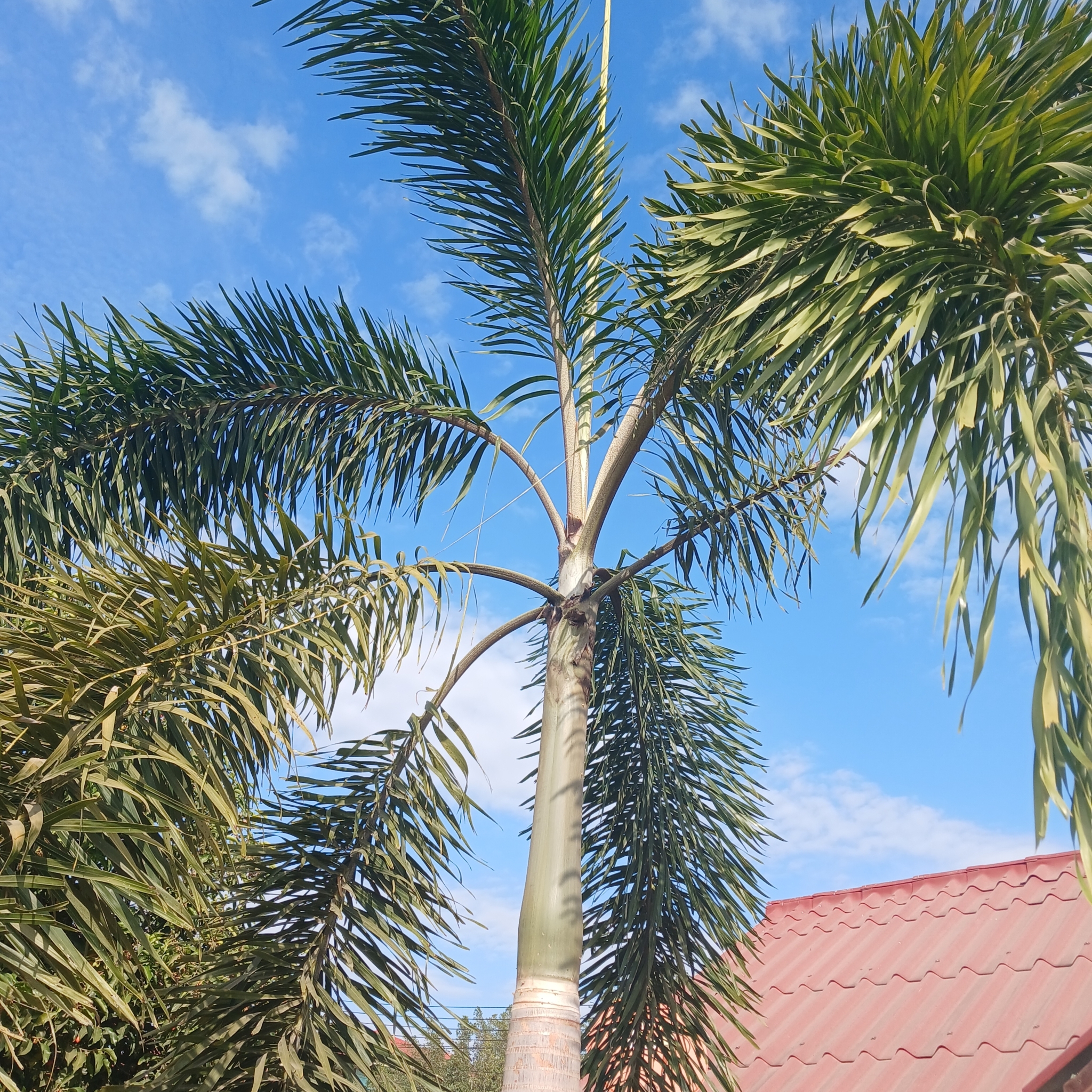 Imagem de Palmeira-leque-australiana