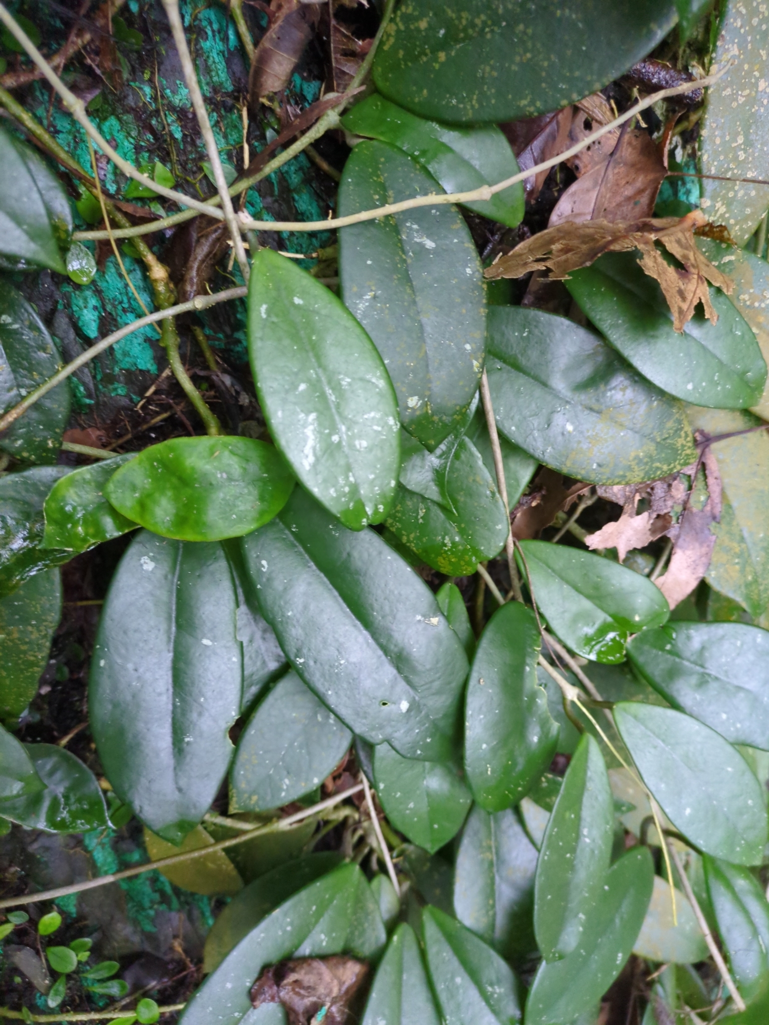 Imagem de Flor-de-cera