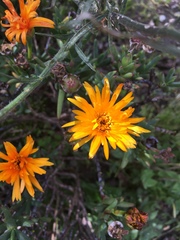 Lampranthus aureus