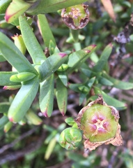 Lampranthus aureus