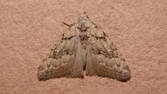 Nola thymula