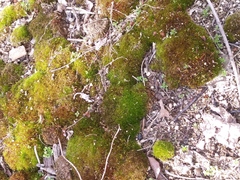 Ceratodon
