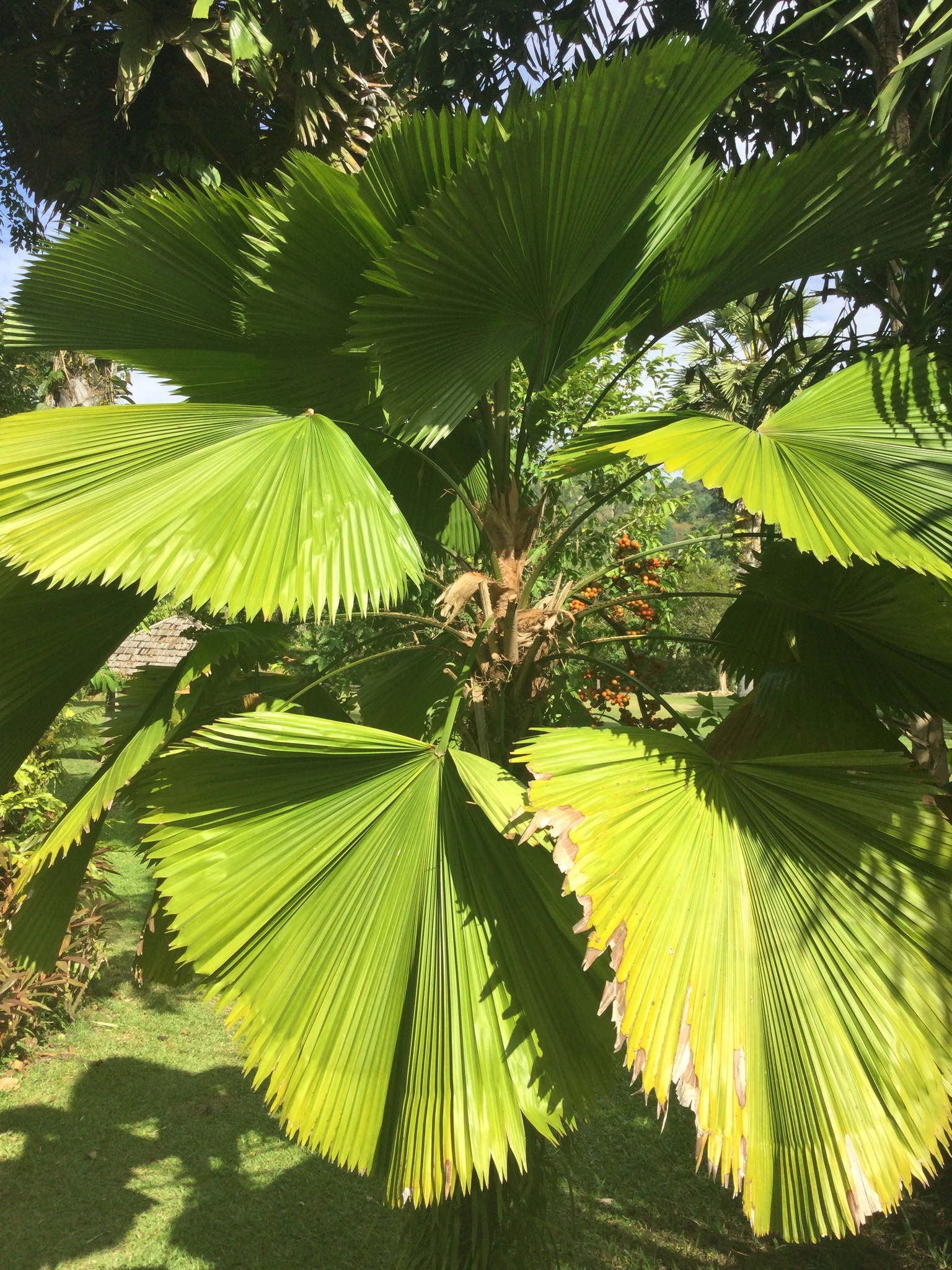 Imagem de Palmeira-leque