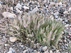 Lepidium lasiocarpum