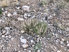 Lepidium lasiocarpum