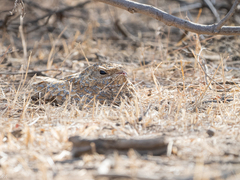 Golden Nightjar photo 4