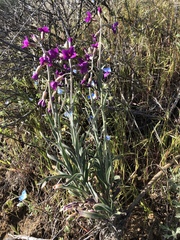 Boechera californica