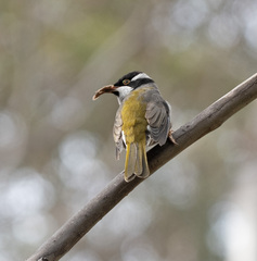 Strong-Billed Honeyeater photo 4