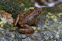 Little Torrent Frog photo 2