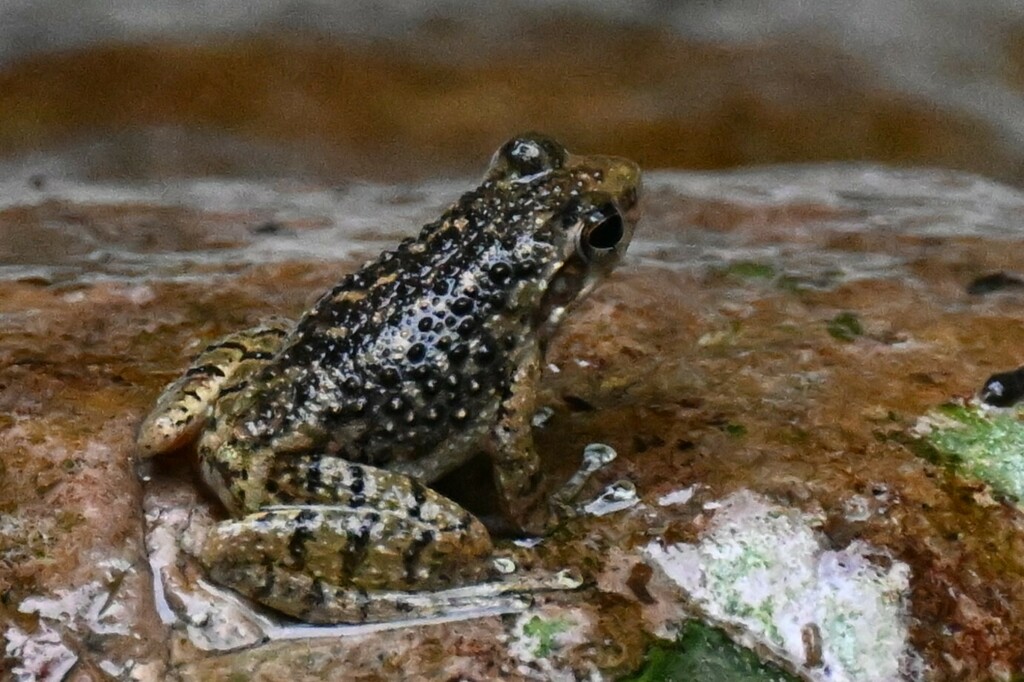 Little Torrent Frog