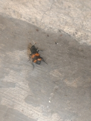 Nicrophorus mexicanus