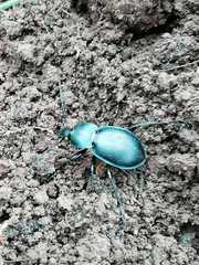 Carabus scheidleri