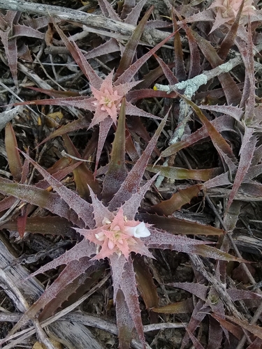 Orthophytum saxicola
