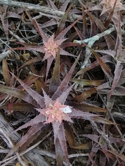 Orthophytum saxicola