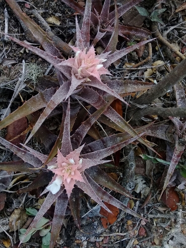 Orthophytum saxicola, photograph 2