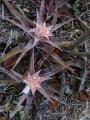 author not stated, no rights reserved Orthophytum saxicola, photograph author not stated, no rights reserved