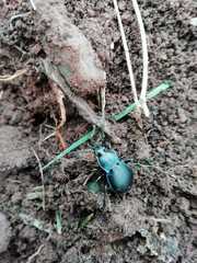Carabus scheidleri