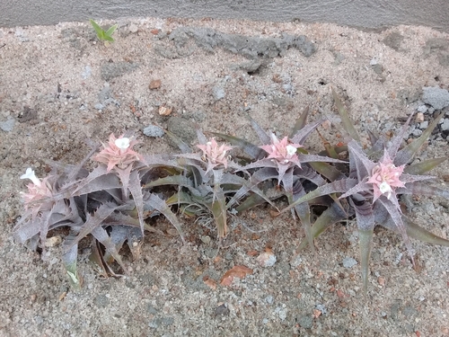 Orthophytum saxicola, photograph 3