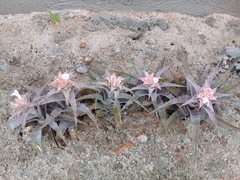 author not stated, no rights reserved Orthophytum saxicola, photograph author not stated, no rights reserved