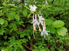 Rhododendron canescens