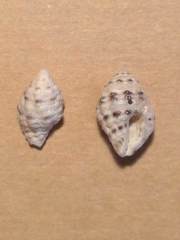 Sinetectula egregia