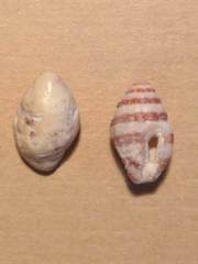 Engina zonalis