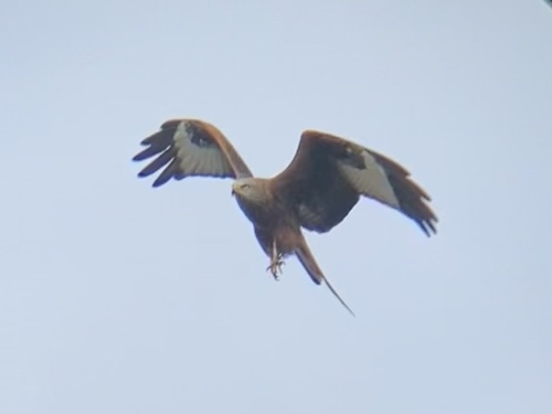 Milano real (Milvus milvus)