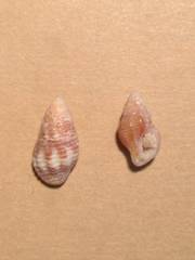 Pollia wagneri