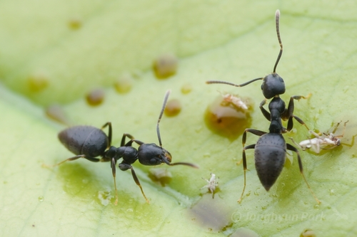 Fijian white-footed ant