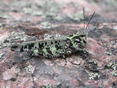 Spharagemon marmorata marmorata