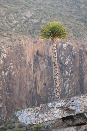 Dragon's blood tree (Dracaena cinnabari)