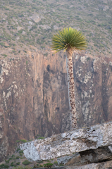 Dracaena cinnabari, photograph (c) Morten Ross, some rights reserved (CC BY)