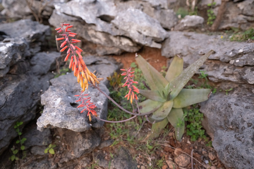 Aloe perryi, photograph 4