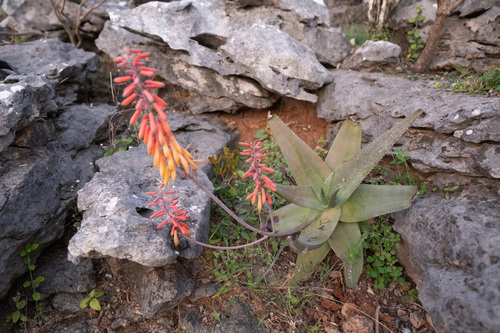 Aloe perryi, photograph 5