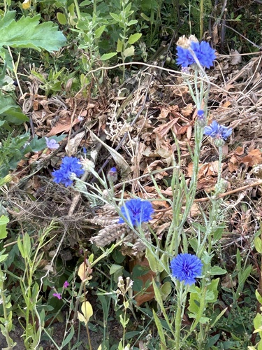 Foto de Centaurea