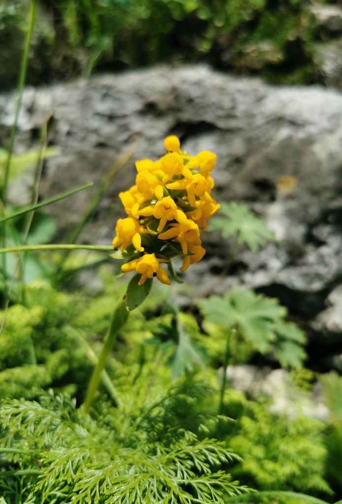 Satyrium yunnanense