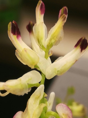 White ramping fumitory (Fumaria capreolata)
